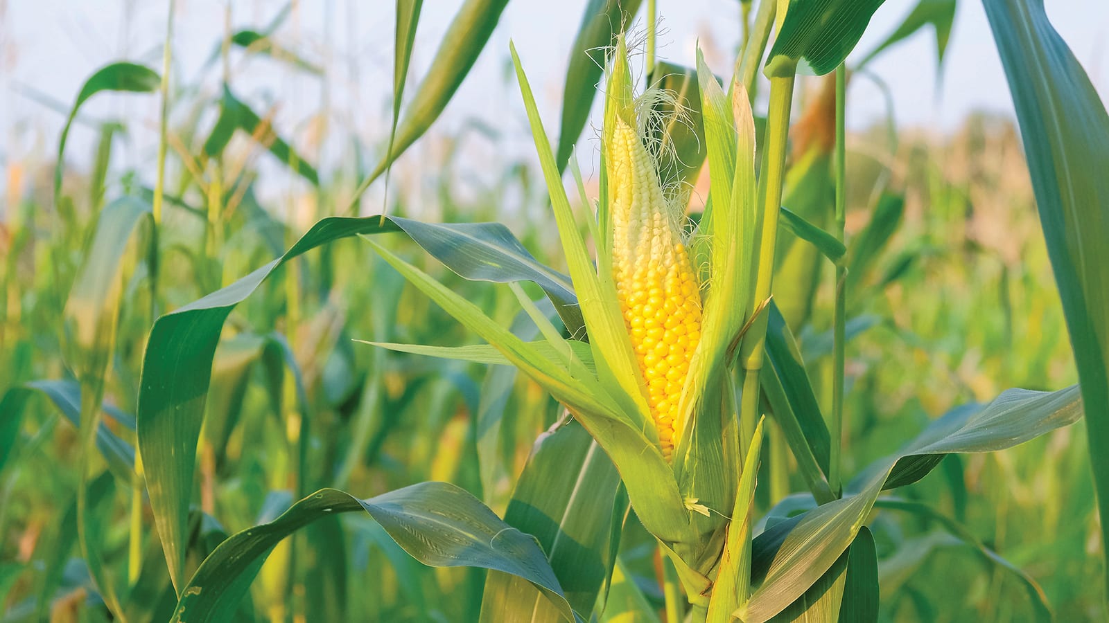 Corn