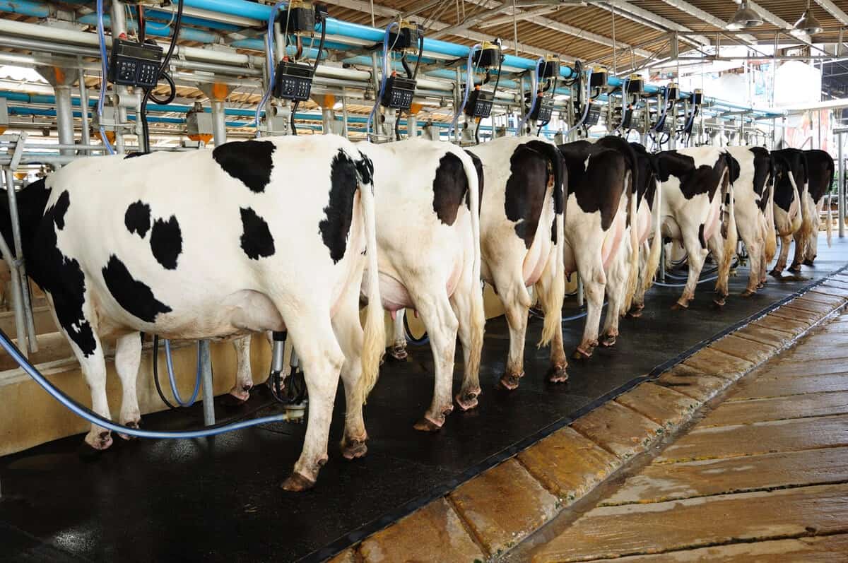 Ruminant Integrators
