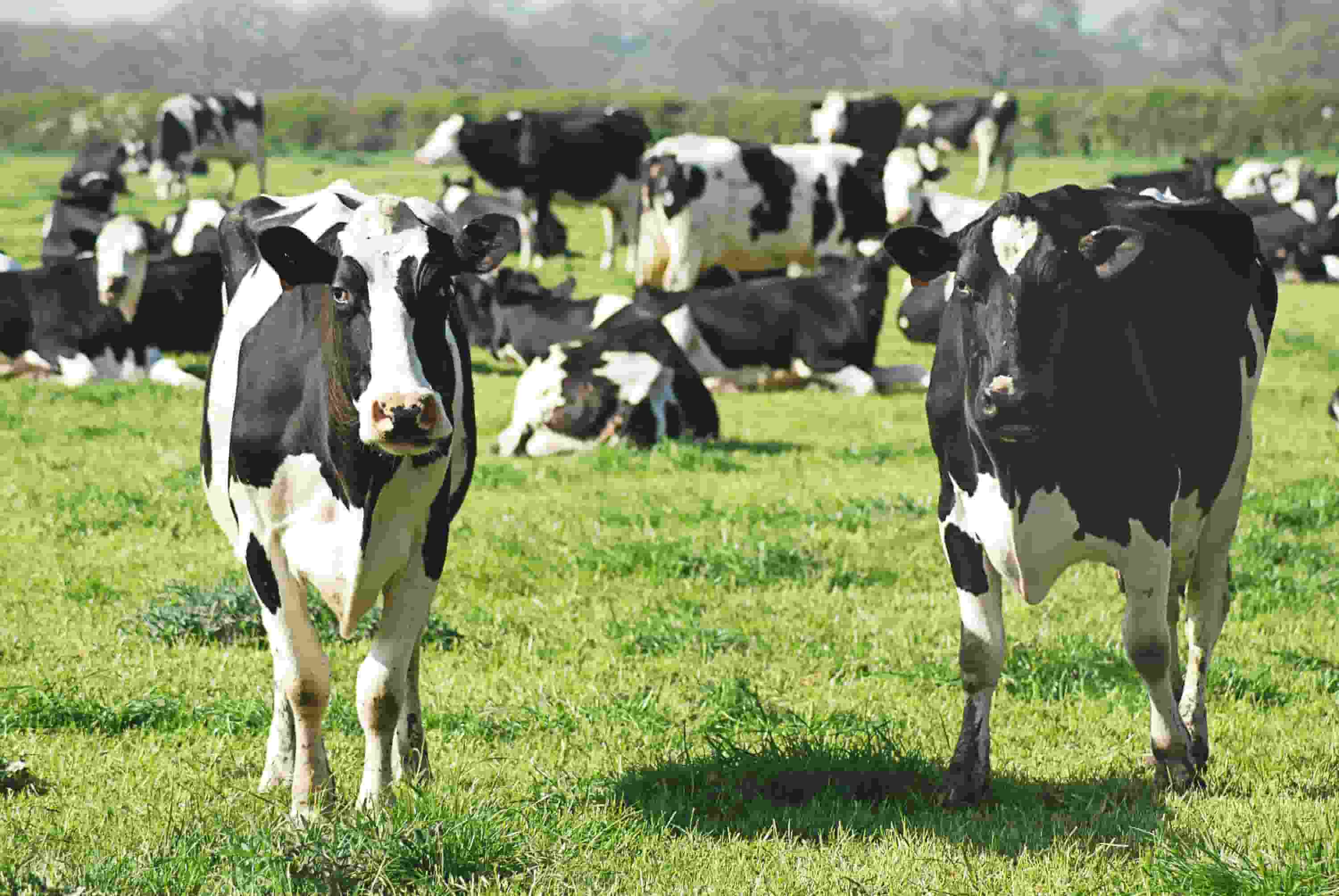 Animal Feed & Additives