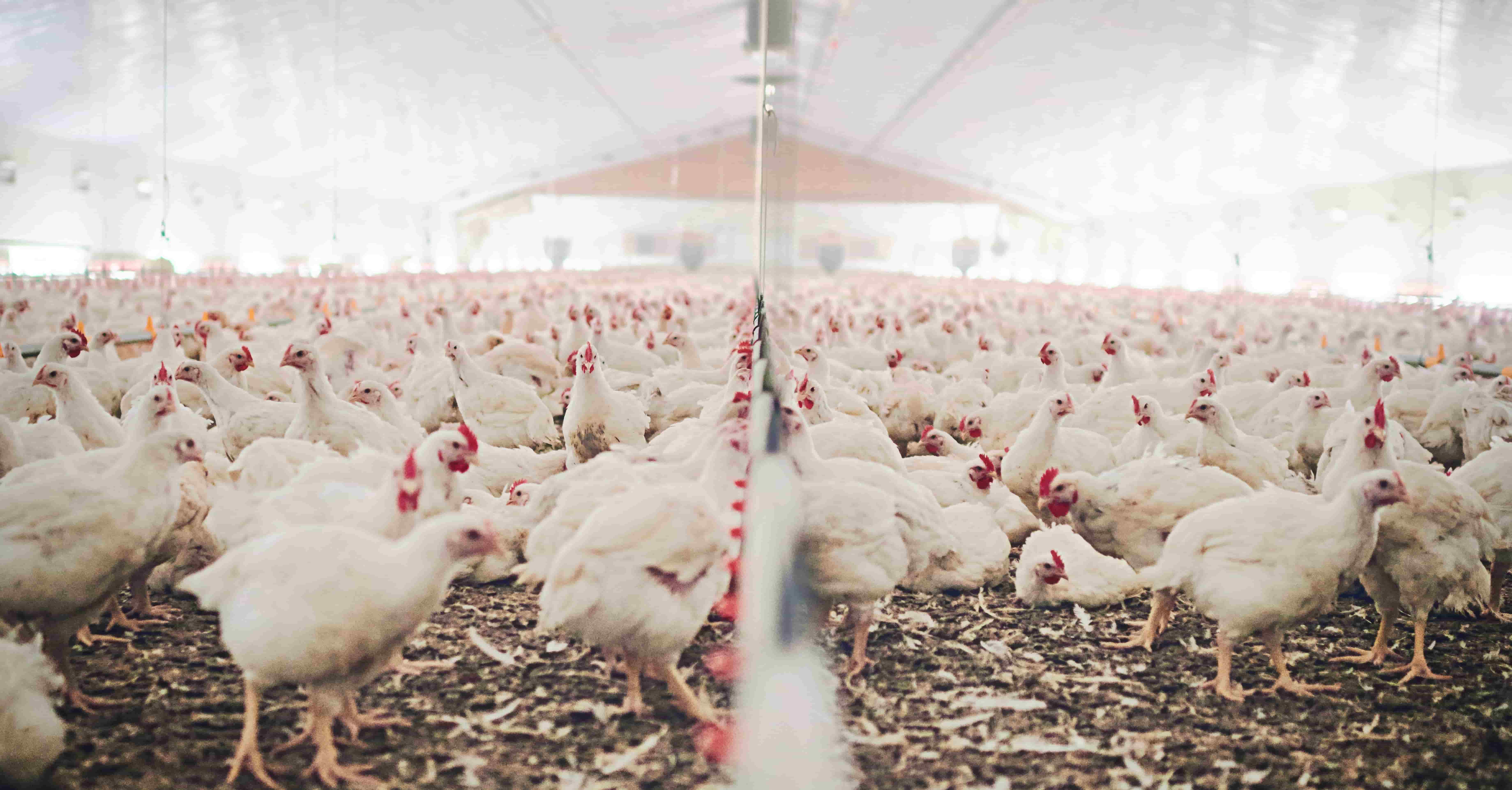 Animal Feed & Additives