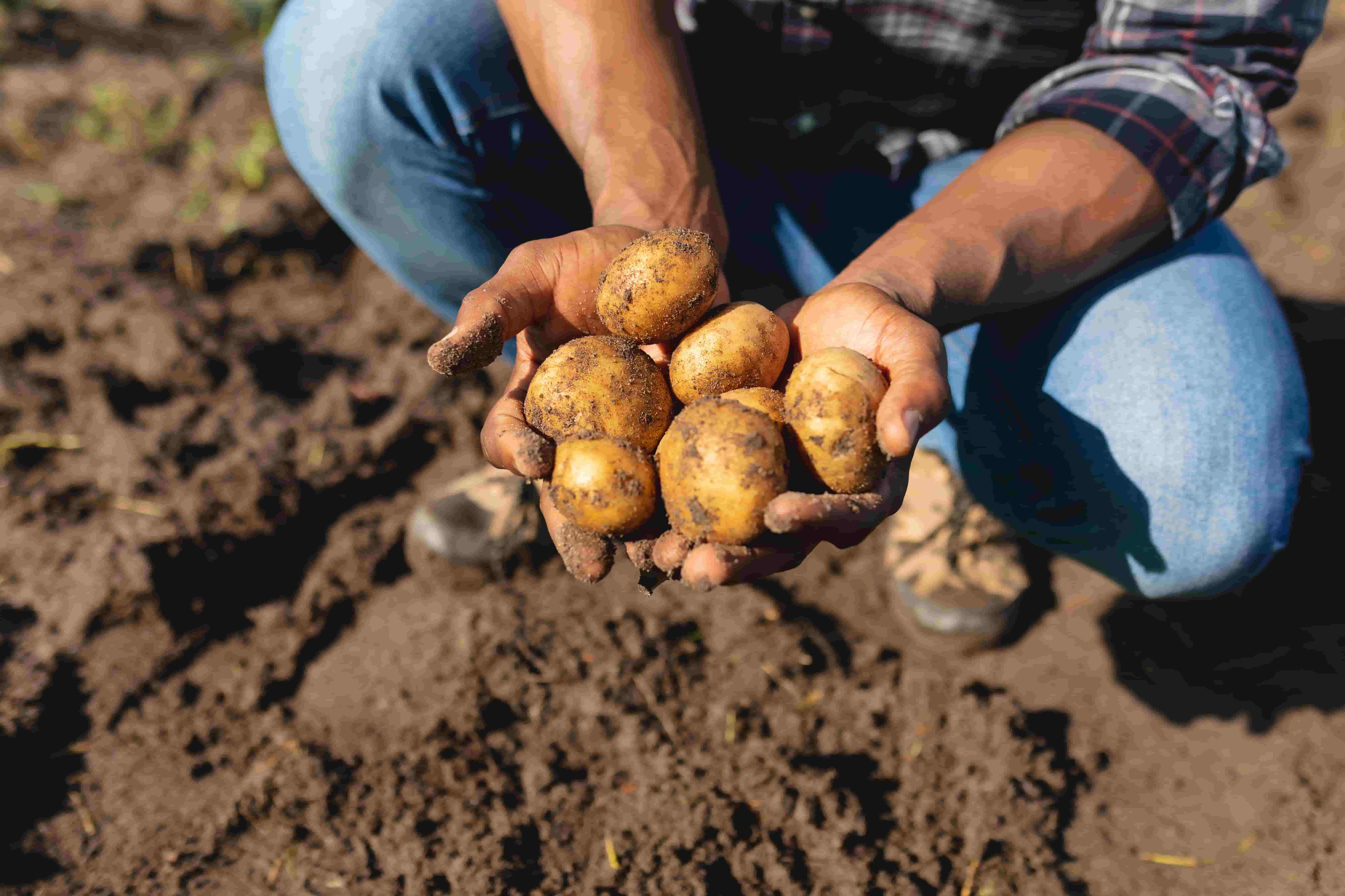 Potatoes