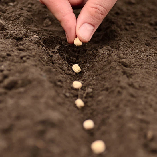 Seeds