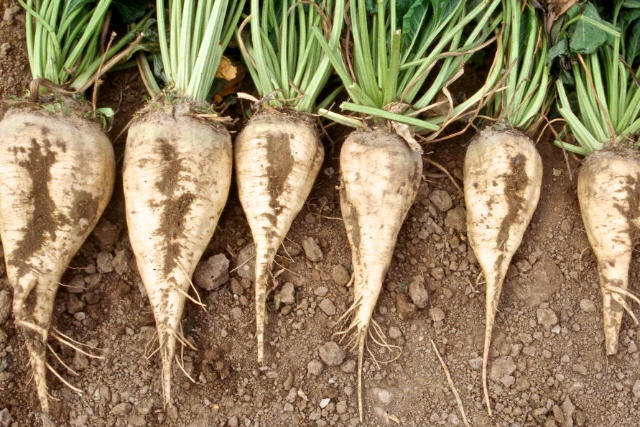 Sugar Beets